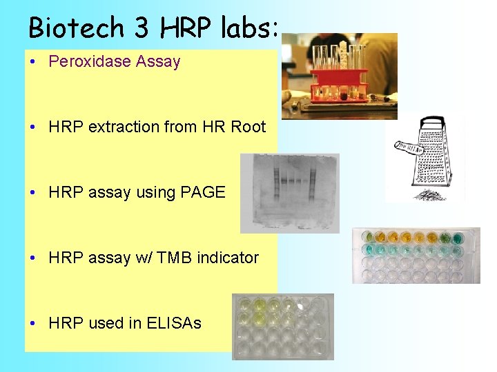 Biotech 3 HRP labs: • Peroxidase Assay • HRP extraction from HR Root •