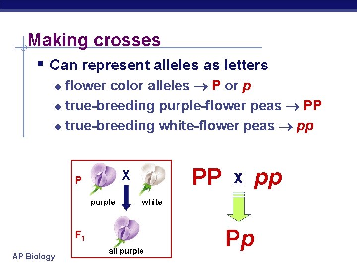 Making crosses § Can represent alleles as letters flower color alleles P or p