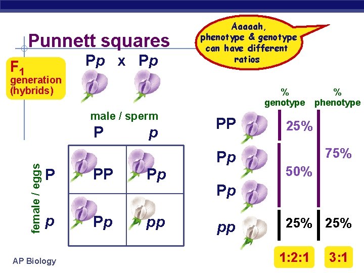 Punnett squares Pp x Pp F 1 Aaaaah, phenotype & genotype can have different