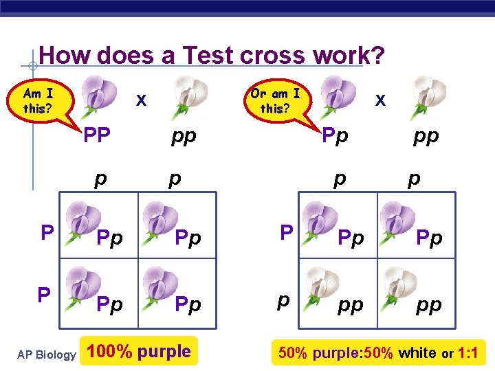 How does a Test cross work? Am I this? Or am I this? x