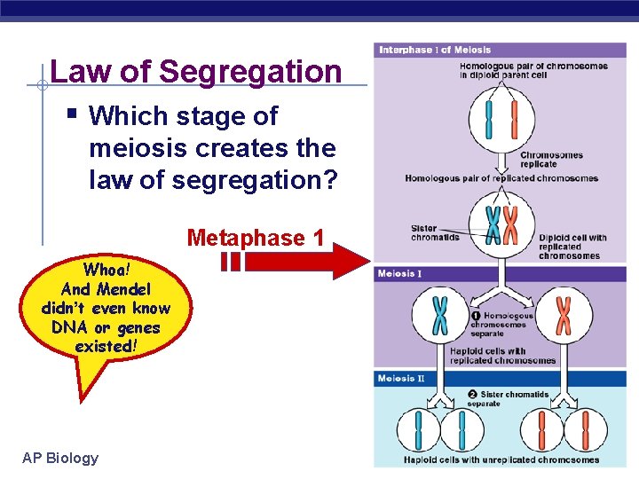 Law of Segregation § Which stage of meiosis creates the law of segregation? Metaphase