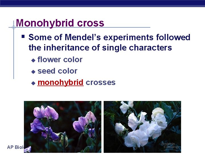 Monohybrid cross § Some of Mendel’s experiments followed the inheritance of single characters flower