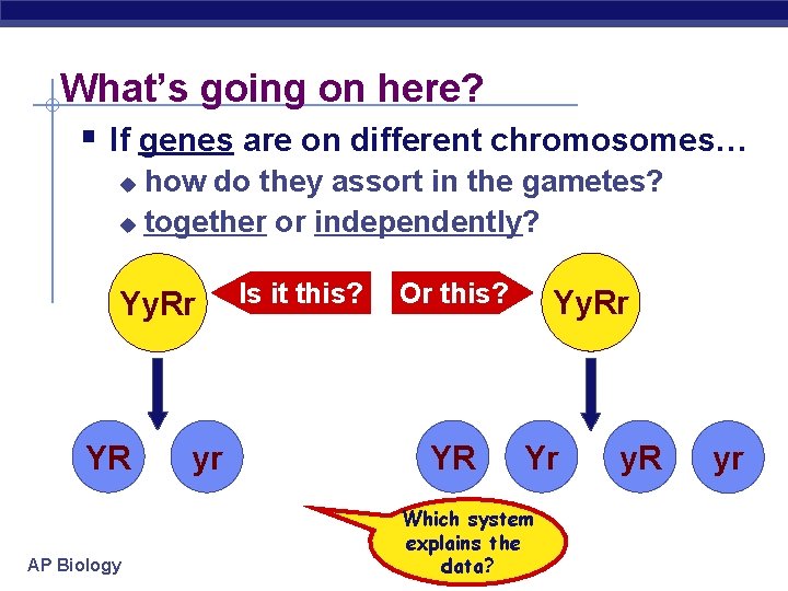 What’s going on here? § If genes are on different chromosomes… how do they