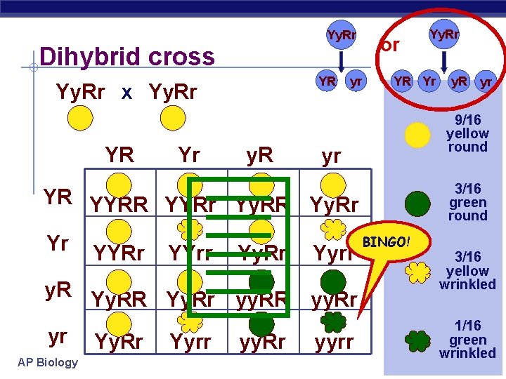 Yy. Rr Dihybrid cross YR Yy. Rr x Yy. Rr YR Yr y. R