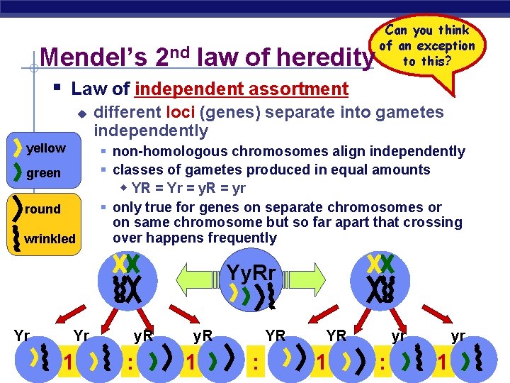 Mendel’s 2 nd law of heredity Can you think of an exception to this?