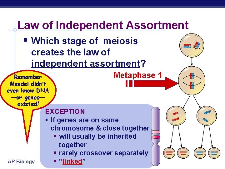 Law of Independent Assortment § Which stage of meiosis creates the law of independent