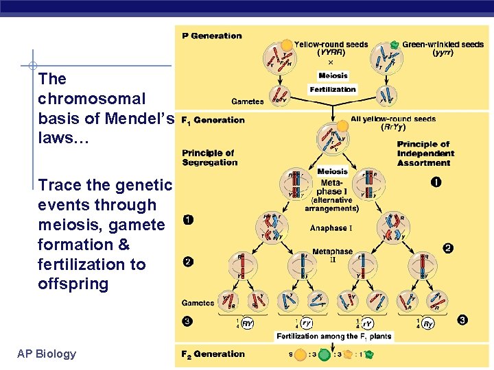 The chromosomal basis of Mendel’s laws… Trace the genetic events through meiosis, gamete formation