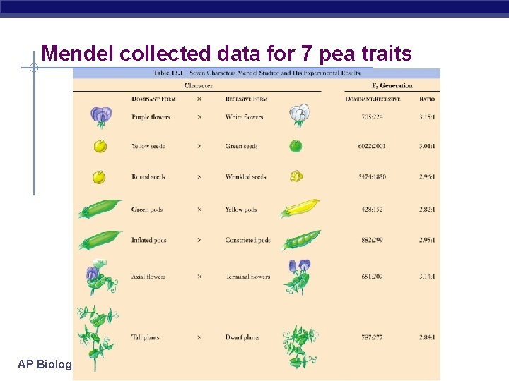 Mendel collected data for 7 pea traits AP Biology 