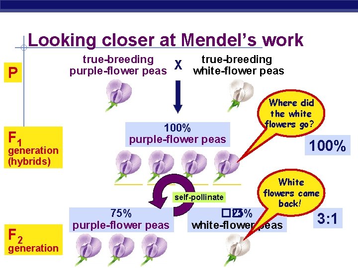 Looking closer at Mendel’s work P F 1 generation (hybrids) true-breeding purple-flower peas X