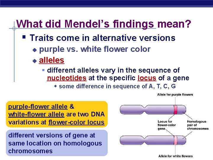 What did Mendel’s findings mean? § Traits come in alternative versions purple vs. white
