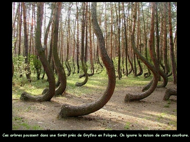 Ces arbres poussent dans une forêt près de Gryfino en Pologne. On ignore la