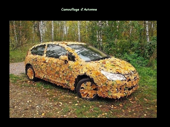 Camouflage d’Automne 