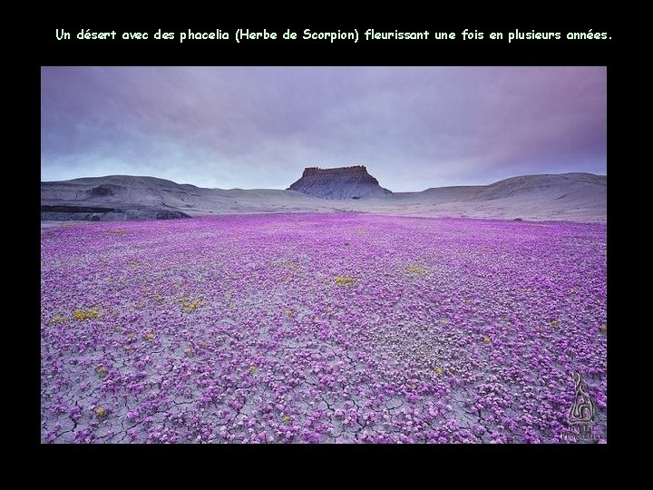 Un désert avec des phacelia (Herbe de Scorpion) fleurissant une fois en plusieurs années.