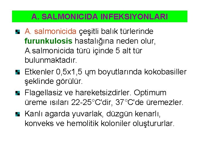 A. SALMONICIDA INFEKSIYONLARI A. salmonicida çeşitli balık türlerinde furunkulosis hastalığına neden olur, A. salmonicida