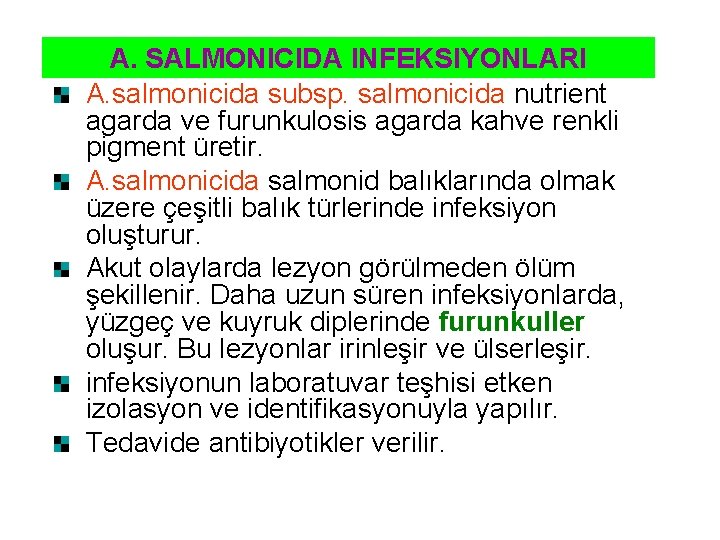 A. SALMONICIDA INFEKSIYONLARI A. salmonicida subsp. salmonicida nutrient agarda ve furunkulosis agarda kahve renkli