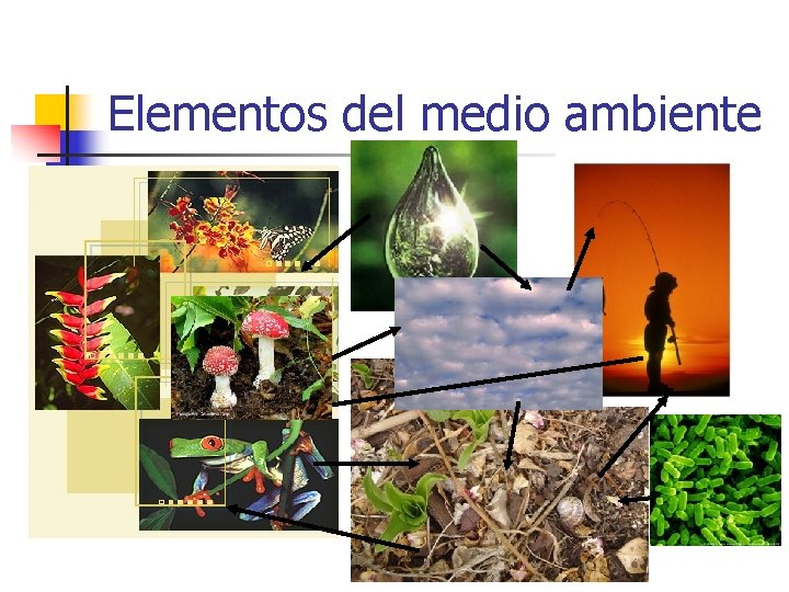 Elementos del medio ambiente 