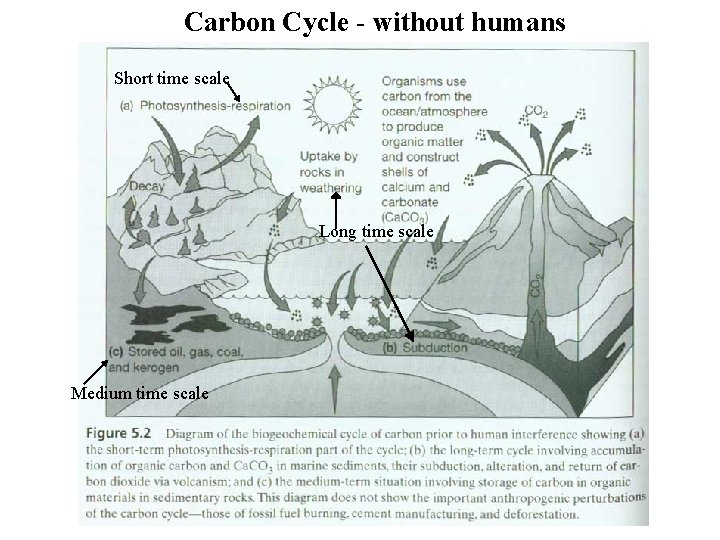 Carbon Cycle - without humans Short time scale Long time scale Medium time scale