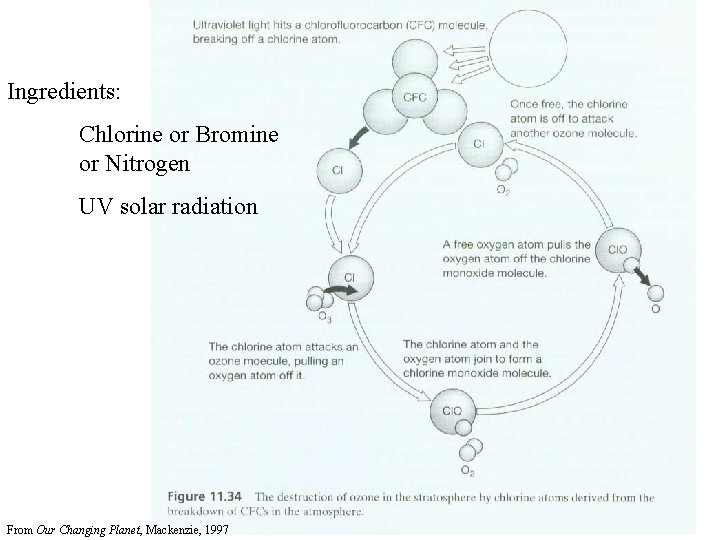 Ingredients: Chlorine or Bromine or Nitrogen UV solar radiation From Our Changing Planet, Mackenzie,