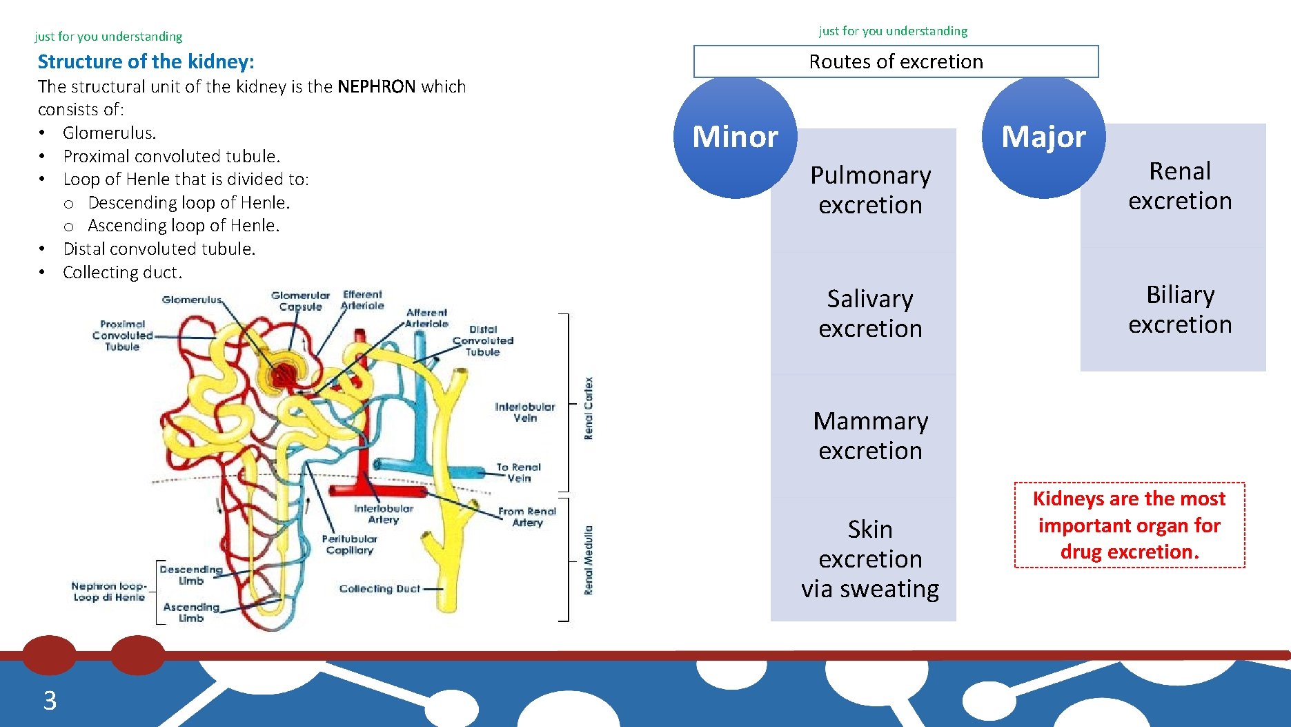 just for you understanding Routes of excretion Structure of the kidney: The structural unit