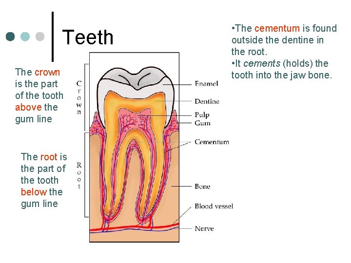 Teeth The crown is the part of the tooth above the gum line The