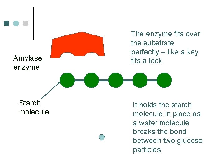 Amylase enzyme Starch molecule The enzyme fits over the substrate perfectly – like a