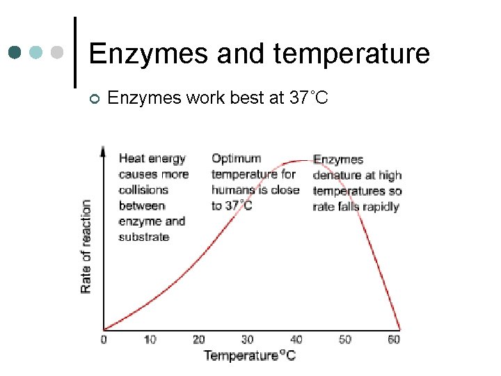 Enzymes and temperature ¢ Enzymes work best at 37˚C 