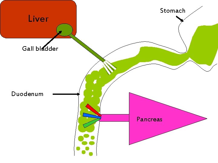 Liver Stomach Gall bladder Duodenum Pancreas 