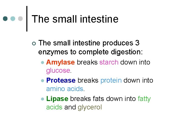 The small intestine ¢ The small intestine produces 3 enzymes to complete digestion: Amylase