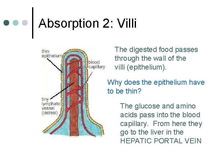 Absorption 2: Villi The digested food passes through the wall of the villi (epithelium).