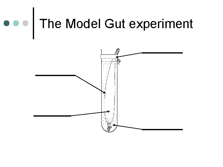 The Model Gut experiment 