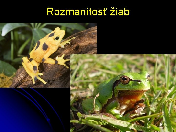 Rozmanitosť žiab 