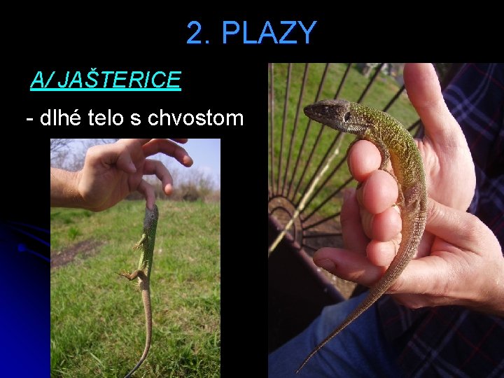 2. PLAZY A/ JAŠTERICE - dlhé telo s chvostom 