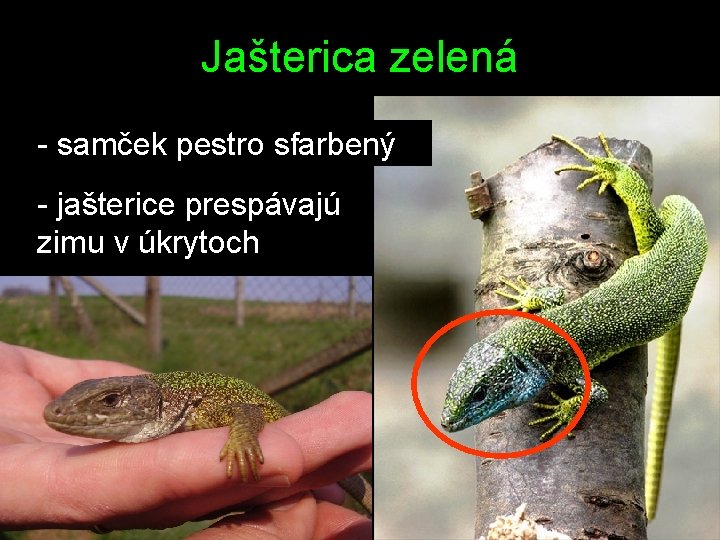 Jašterica zelená - samček pestro sfarbený - jašterice prespávajú zimu v úkrytoch 