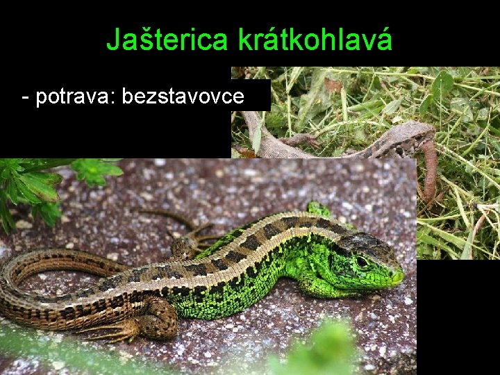 Jašterica krátkohlavá - potrava: bezstavovce 