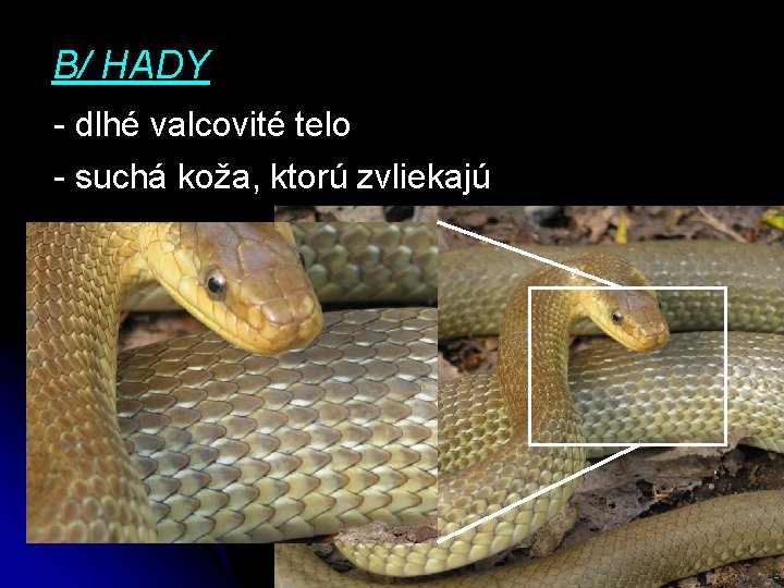 B/ HADY - dlhé valcovité telo - suchá koža, ktorú zvliekajú 