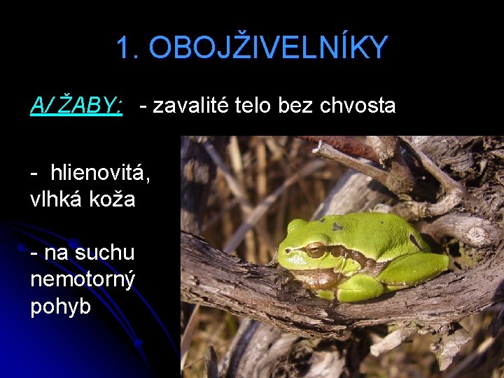 1. OBOJŽIVELNÍKY A/ ŽABY: - zavalité telo bez chvosta - hlienovitá, vlhká koža -