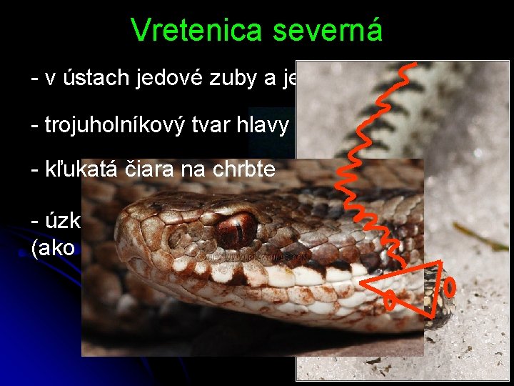 Vretenica severná - v ústach jedové zuby a jedové žľazy - trojuholníkový tvar hlavy