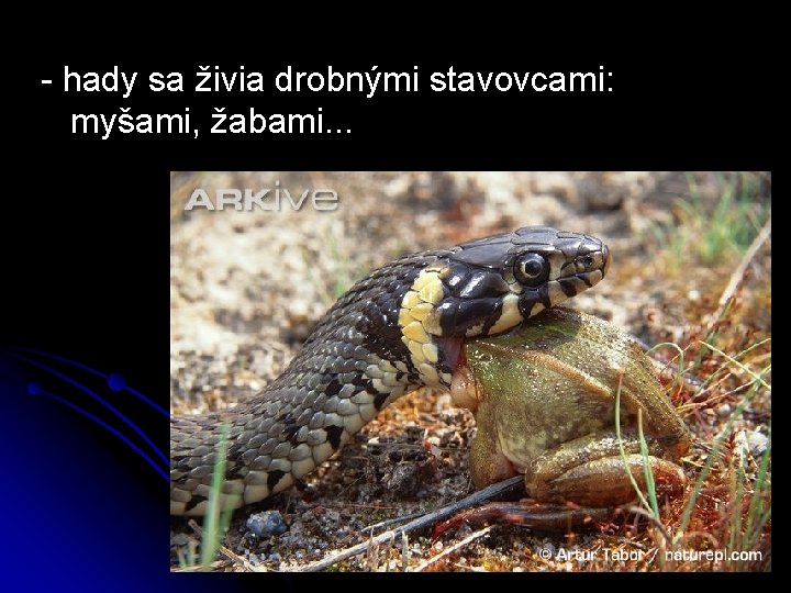 - hady sa živia drobnými stavovcami: myšami, žabami. . . 