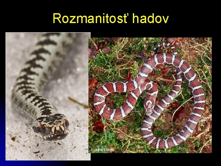 Rozmanitosť hadov 