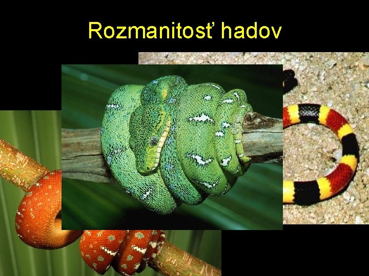 Rozmanitosť hadov 