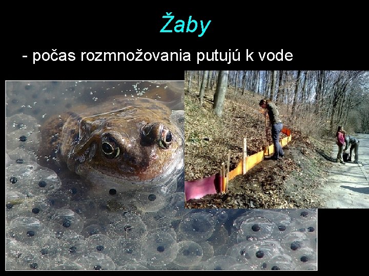 Žaby - počas rozmnožovania putujú k vode 