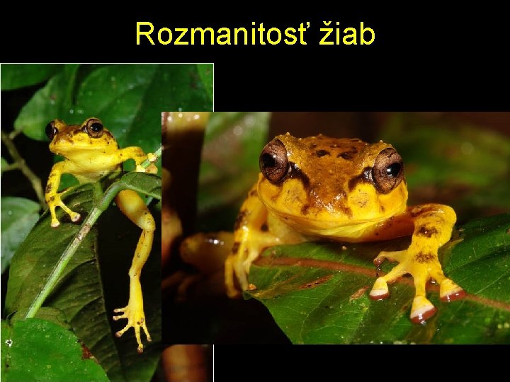 Rozmanitosť žiab 