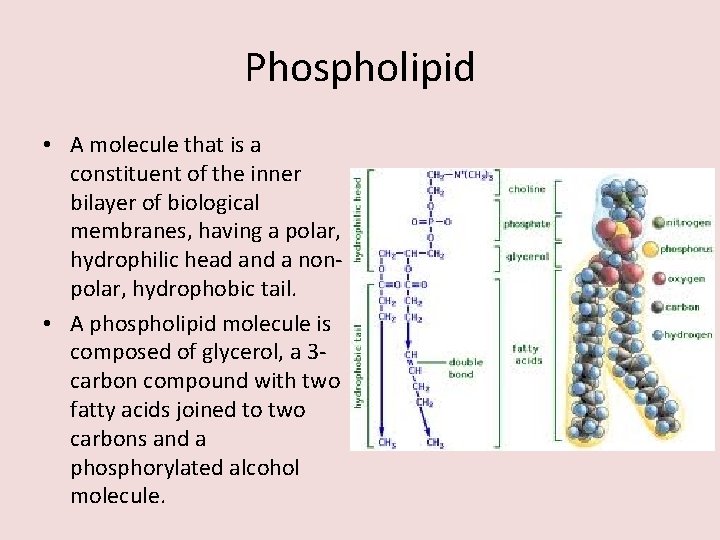 Phospholipid • A molecule that is a constituent of the inner bilayer of biological