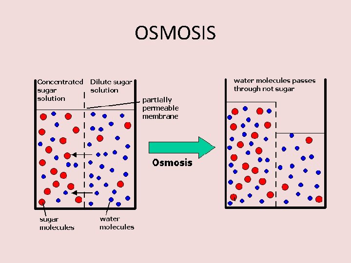 OSMOSIS 