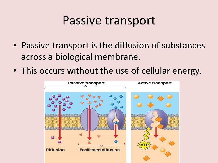 Passive transport • Passive transport is the diffusion of substances across a biological membrane.
