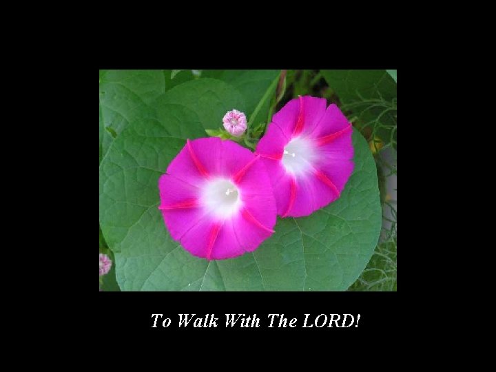 To Walk With The LORD! 