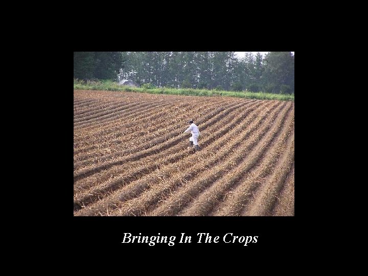 Bringing In The Crops 