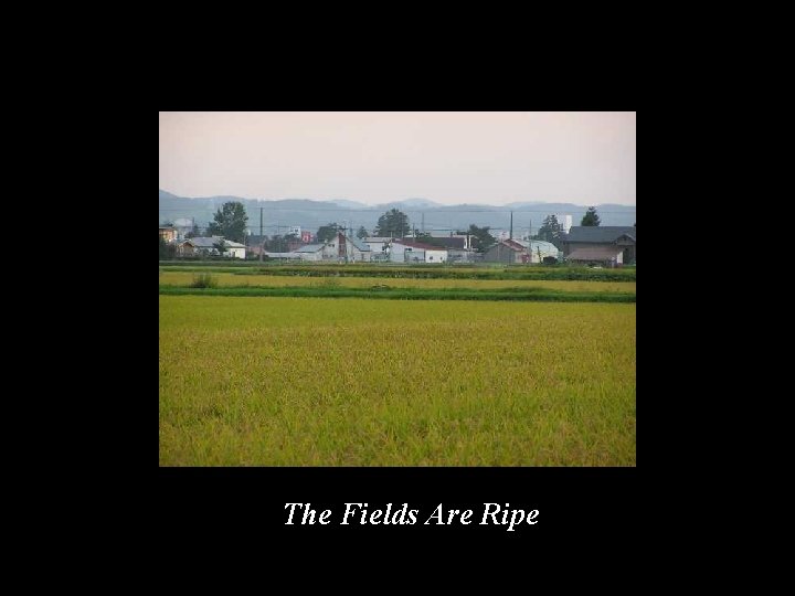 The Fields Are Ripe 