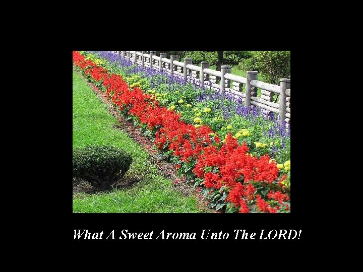 What A Sweet Aroma Unto The LORD! 