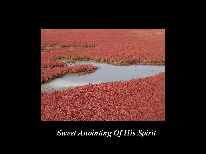 Sweet Anointing Of His Spirit 